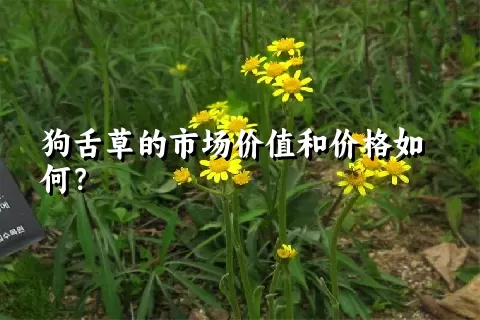 狗舌草的市场价值和价格如何？