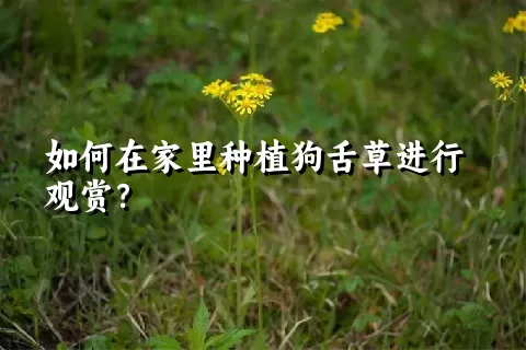 如何在家里种植狗舌草进行观赏？