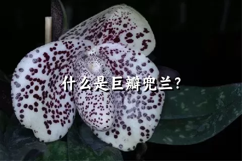 什么是巨瓣兜兰？