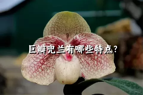 巨瓣兜兰有哪些特点？