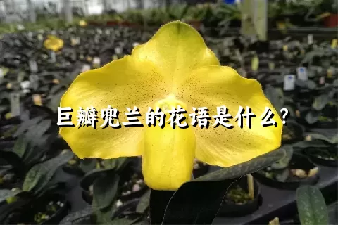 巨瓣兜兰的花语是什么？