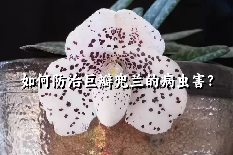 如何防治巨瓣兜兰的病虫害？