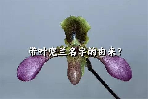 带叶兜兰名字的由来？