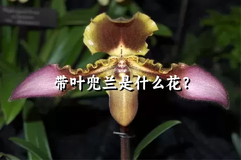 带叶兜兰是什么花？