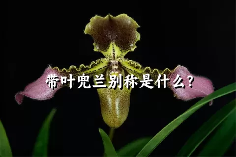 带叶兜兰别称是什么？