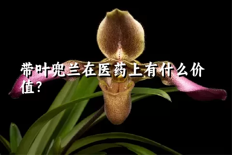 带叶兜兰在医药上有什么价值？