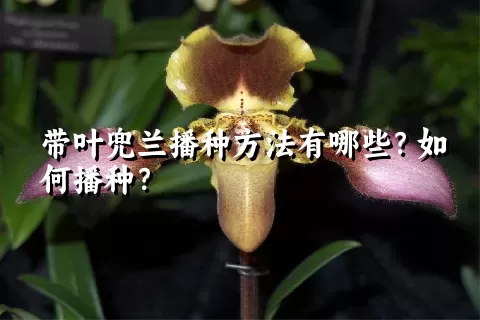 带叶兜兰播种方法有哪些？如何播种？