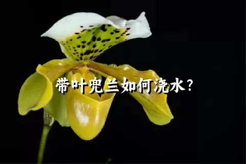 带叶兜兰如何浇水？