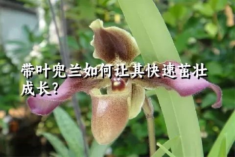 带叶兜兰如何让其快速茁壮成长？