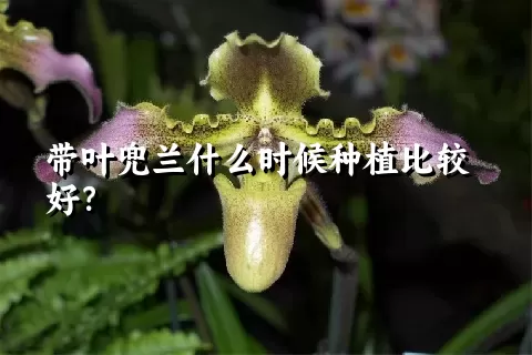 带叶兜兰什么时候种植比较好？