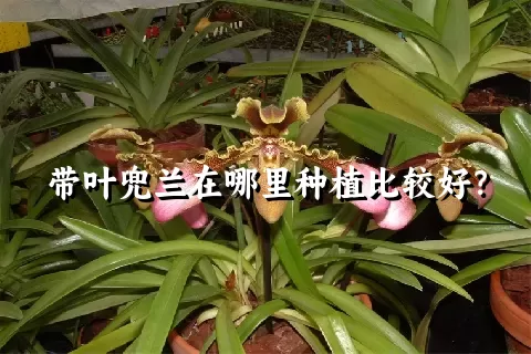 带叶兜兰在哪里种植比较好？