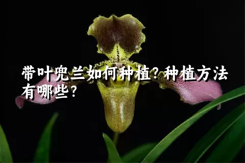 带叶兜兰如何种植？种植方法有哪些？