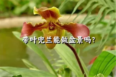 带叶兜兰能做盆景吗？