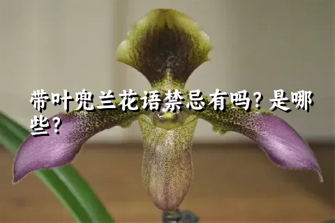 带叶兜兰花语禁忌有吗？是哪些？