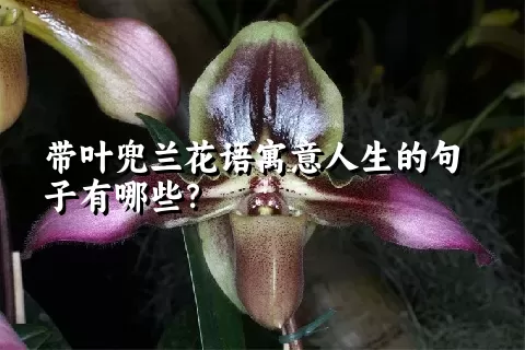 带叶兜兰花语寓意人生的句子有哪些？