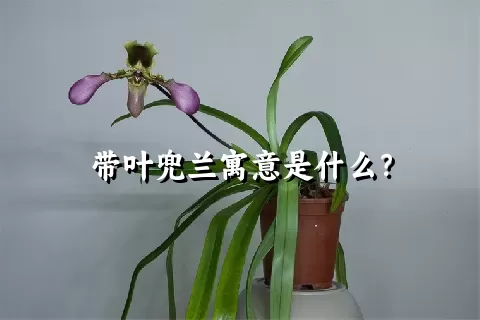 带叶兜兰寓意是什么？