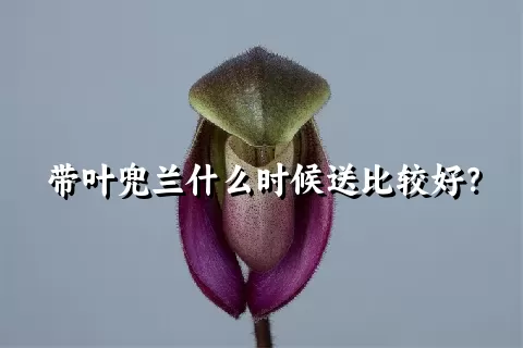 带叶兜兰什么时候送比较好？