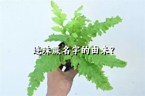 连珠蕨名字的由来？