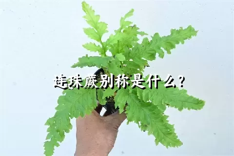 连珠蕨别称是什么？