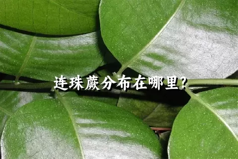 连珠蕨分布在哪里?