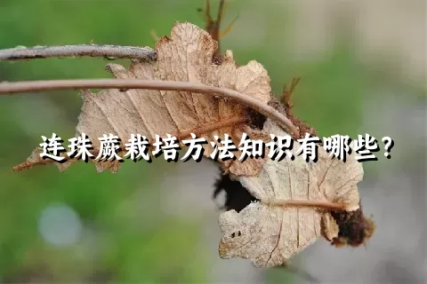 连珠蕨栽培方法知识有哪些？