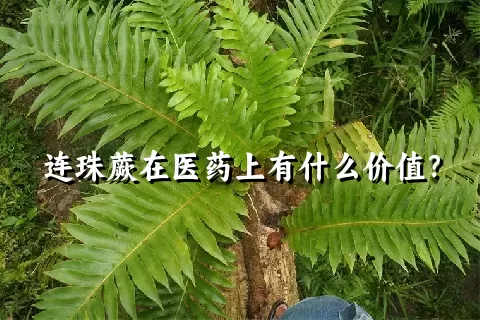 连珠蕨在医药上有什么价值？