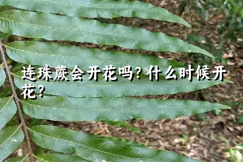 连珠蕨会开花吗？什么时候开花？