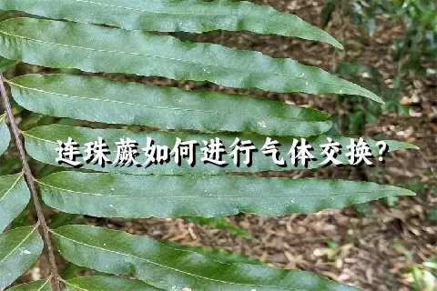 连珠蕨如何进行气体交换？