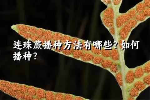 连珠蕨播种方法有哪些？如何播种？