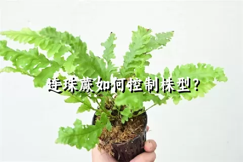 连珠蕨如何控制株型？