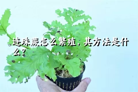 连珠蕨怎么繁殖，其方法是什么？