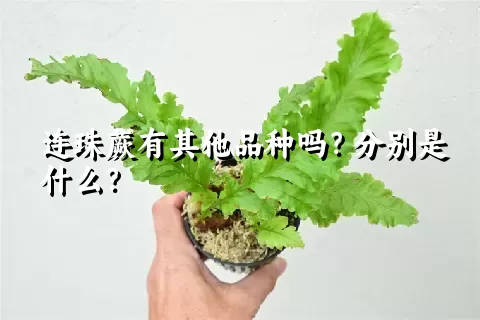 连珠蕨有其他品种吗？分别是什么？