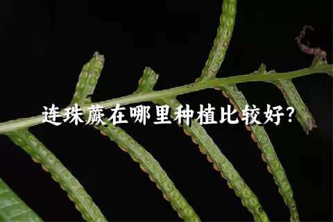 连珠蕨在哪里种植比较好？