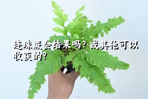 连珠蕨会结果吗？或其他可以收获的？