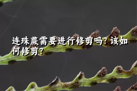 连珠蕨需要进行修剪吗？该如何修剪？