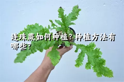 连珠蕨如何种植？种植方法有哪些？