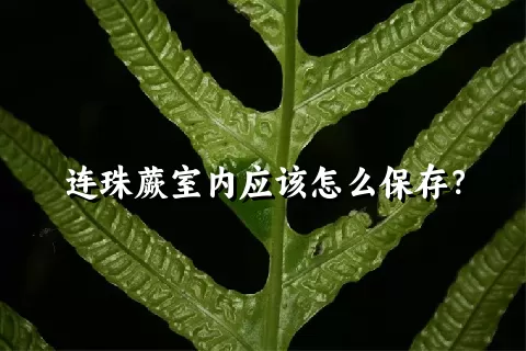 连珠蕨室内应该怎么保存？