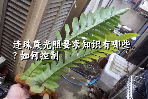 连珠蕨光照要求知识有哪些？如何控制