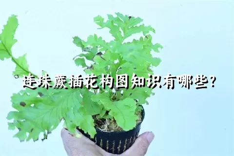 连珠蕨插花构图知识有哪些？