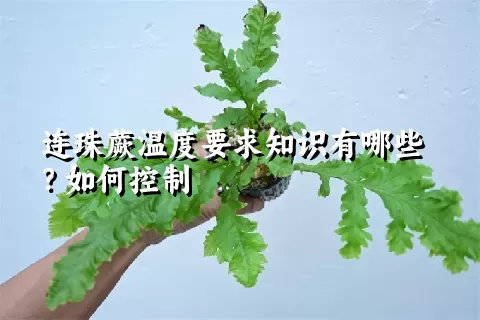 连珠蕨温度要求知识有哪些？如何控制