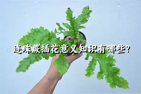 连珠蕨插花意义知识有哪些？