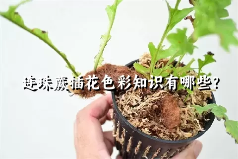 连珠蕨插花色彩知识有哪些？