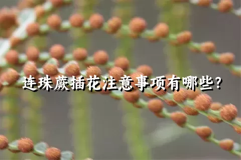 连珠蕨插花注意事项有哪些？