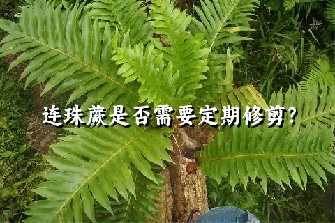 连珠蕨是否需要定期修剪？