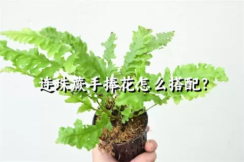 连珠蕨手捧花怎么搭配？