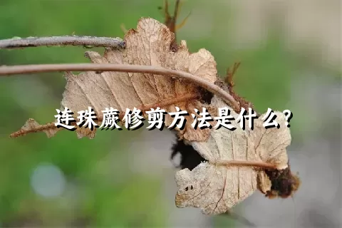 连珠蕨修剪方法是什么？