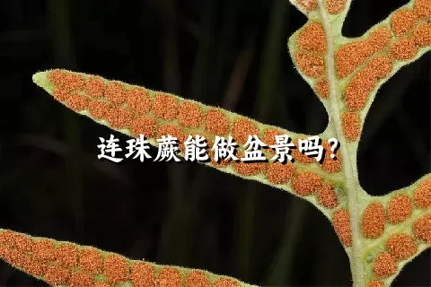 连珠蕨能做盆景吗？