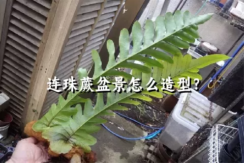 连珠蕨盆景怎么造型？