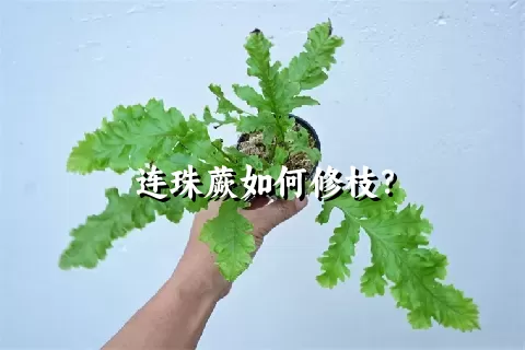 连珠蕨如何修枝？