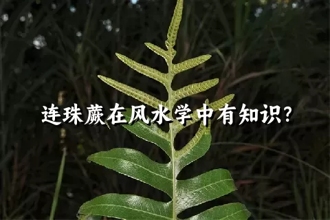 连珠蕨在风水学中有知识？